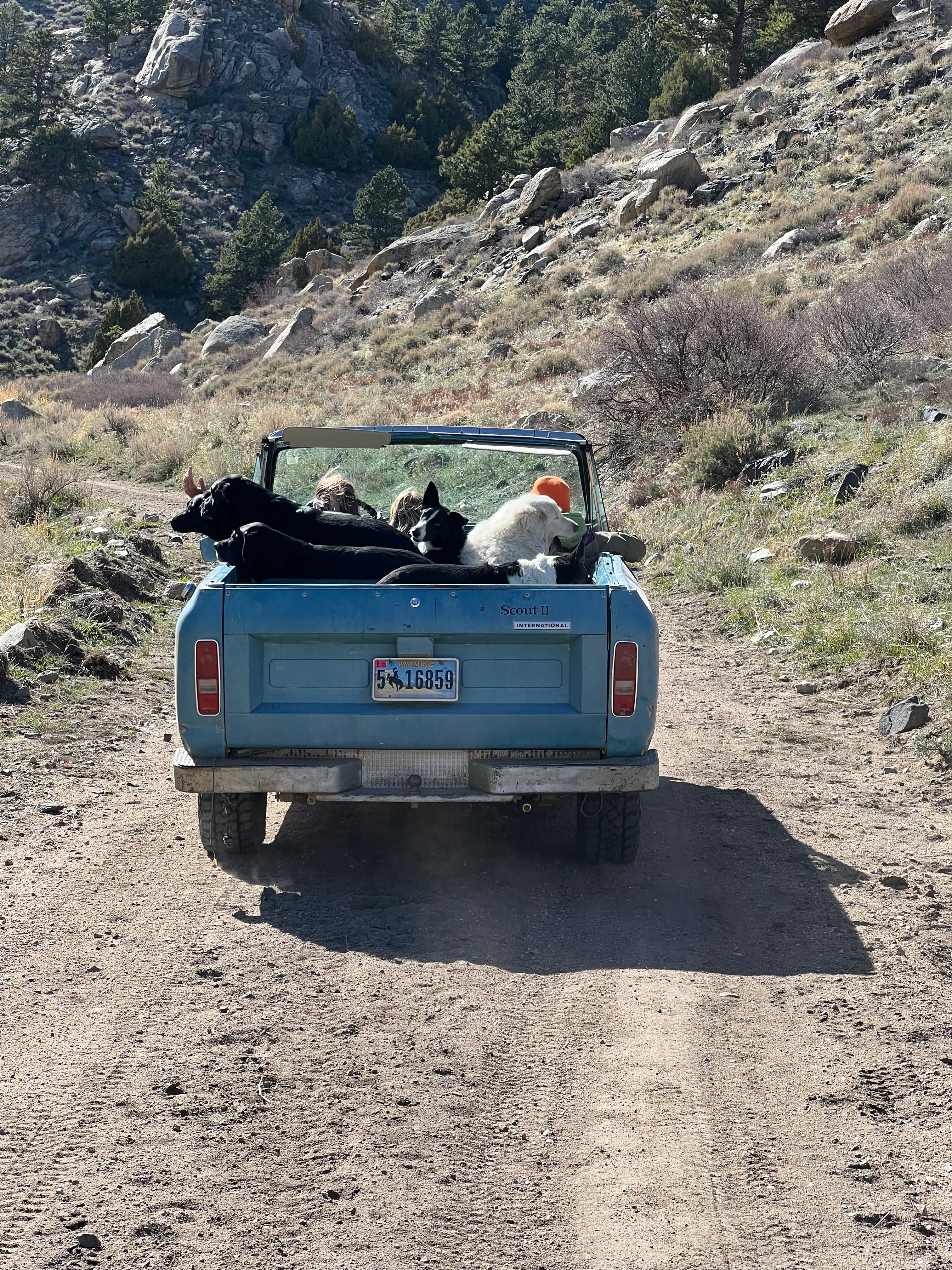 Crusin' with the dogs, Scout 11.jpeg