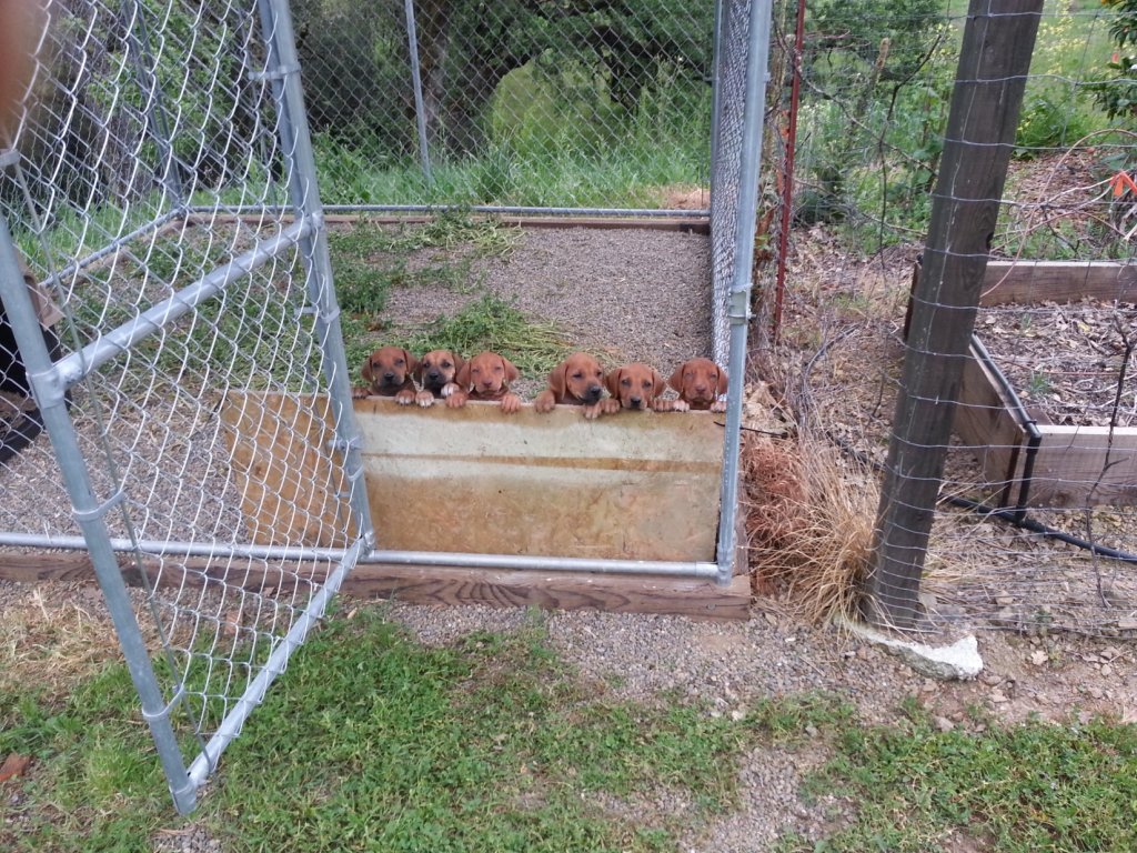puppies.jpg