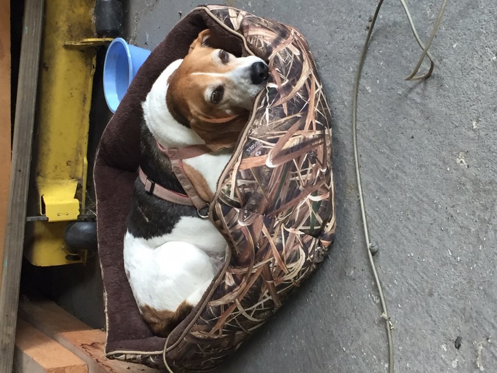 SHop dog.jpg