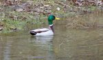 duck pond.jpg