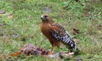 hawk.jpg