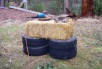 hay.jpg