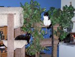 cat  tree.jpg