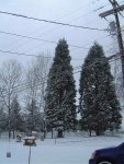 snow tree.jpg