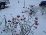 snow rose.jpg