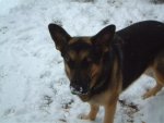 snow nose.jpg