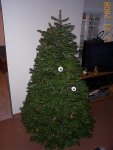 tree (resized).jpg