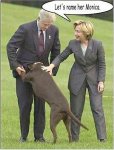 monica_the_dog 2.jpg