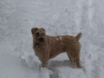snow terrier or terrorist in the snow.jpg